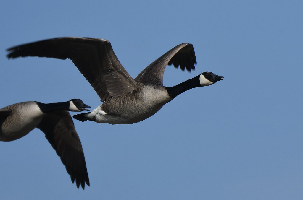 Goose, Canada, 2018-04149779 CMRCM Airfield, MA.JPG - Canada Goose in flight. CMRCM Airfield, MA, 4-14-2018